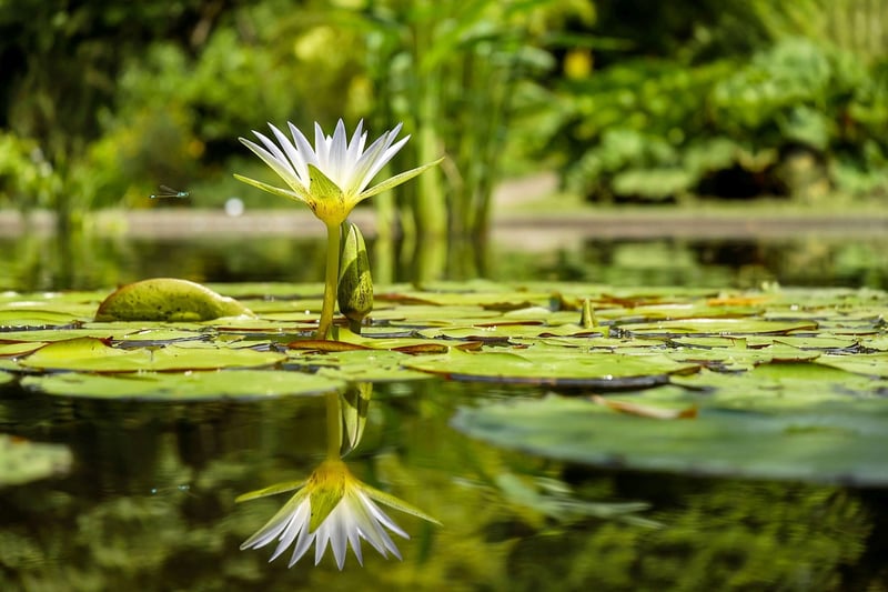 Floating Floral Arrangements